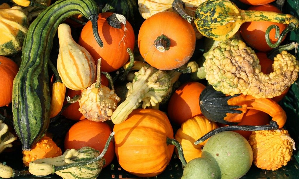 pumpkins-457715_1920