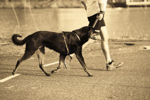Walking Dog